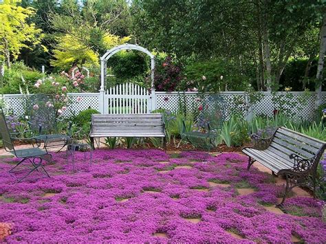 Tips for Growing Creeping Thyme 'Magic Carpet' in Containers